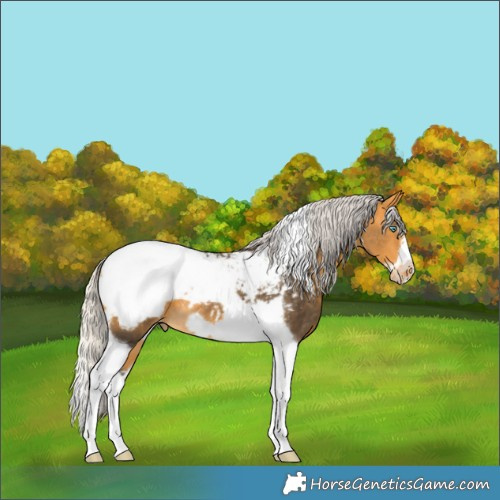 Horse Color:Silver Buckskin Tobiano Frame Snowcap 
