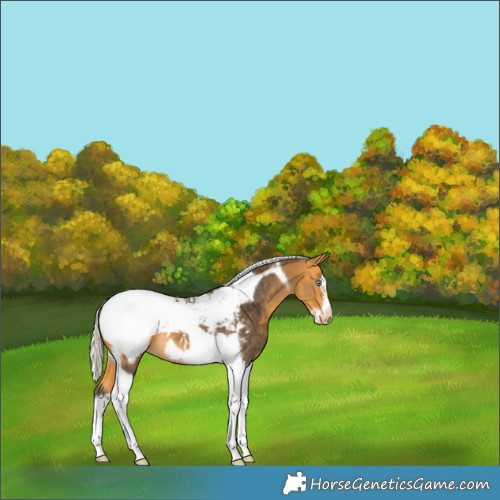 Horse Color:Silver Buckskin Tobiano Frame Appaloosa