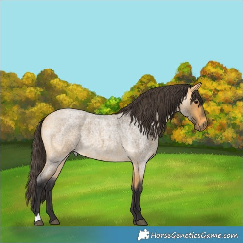 Horse Color:Buckskin Roan 