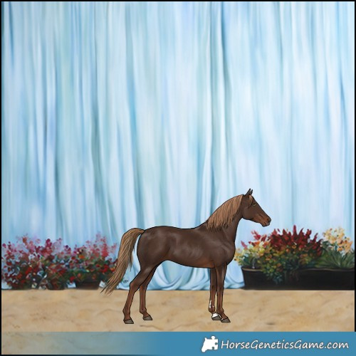 Horse Color:Liver Chestnut 