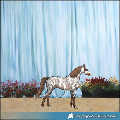 Horse Color:Liver Red Roan Splash Skewed Appaloosa 