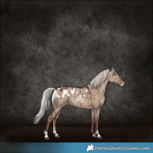 Horse Color:Silver Grullo Sabino Skewed LP Spotted Brindle 