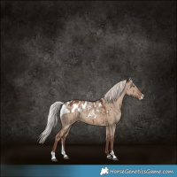Horse Color:Silver Grullo Sabino Skewed Appaloosa Brindle
