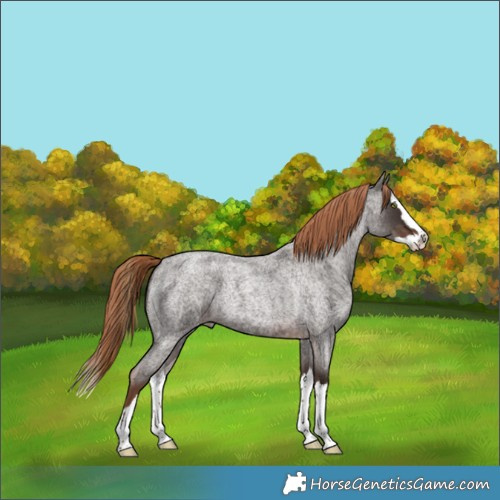 Horse Color:Liver Red Roan Splash 