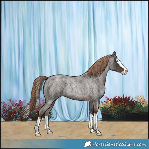 Horse Color:Liver Red Roan Splash 