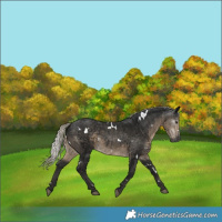 Horse Color:Gray White Spotted Silver Smoky Black 