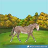 Horse Color:Gray Perlino Merle Splash
