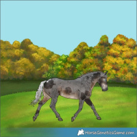 Horse Color:Gray Silver Brown Merle 
