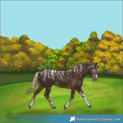 Horse Color:Powder White Gray Chocolate Palomino