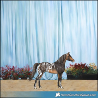 Horse Color:Powder White Buckskin Skewed Appaloosa 