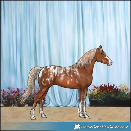 Horse Color:Powder White Chestnut Appaloosa 