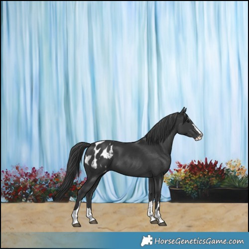 Horse Color:Black Splash Appaloosa 