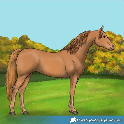 Horse Color:Unknown 