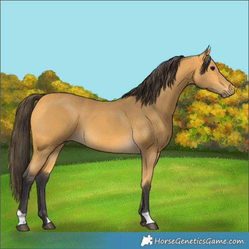 Horse Color:Unknown 