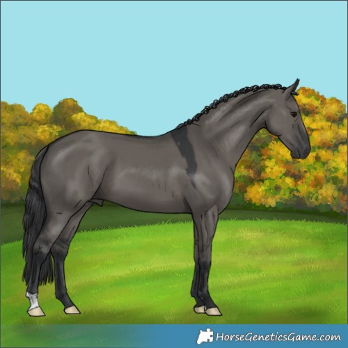 Horse Color:Grullo 