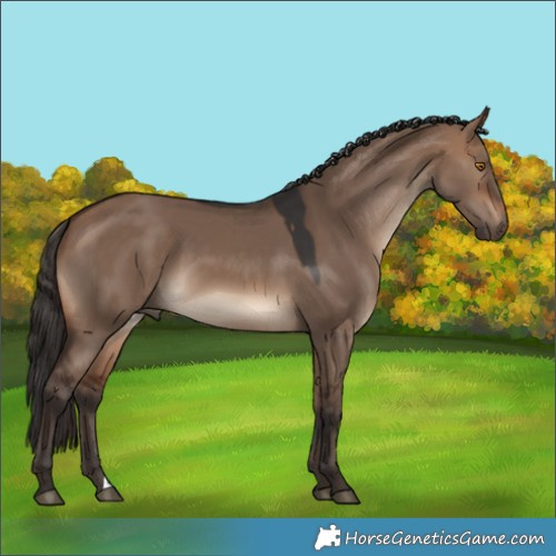 Horse Color:Brown Dun 