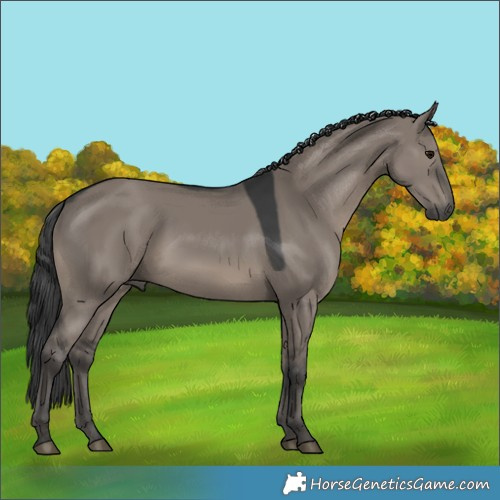 Horse Color:Grullo 