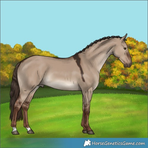 Horse Color:Liver Red Dun 