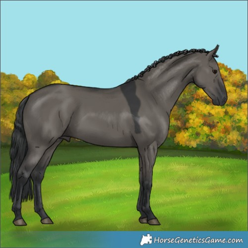 Horse Color:Grullo 