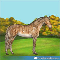 Horse Color:White Spotted Chocolate Palomino and White Spotted Chocolate Palomino Dun