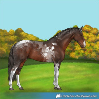 Horse Color:White Spotted Liver Chestnut Tobiano Rabicano 