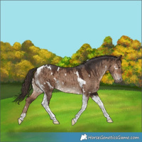 Horse Color:White Spotted Liver Red Dun Tobiano Brindle 