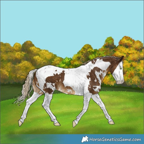 Horse Color:White Spotted Chocolate Palomino Splash Tobiano 