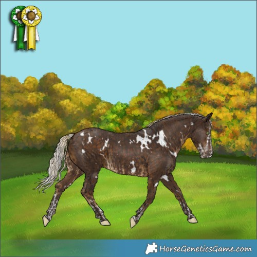 Horse Color:White Spotted Chocolate Palomino Splash and White Spotted Silver Brown