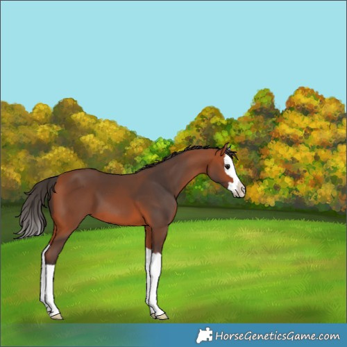 Horse Color:Bay Splash 