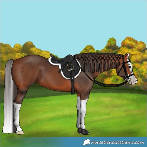 Horse Color:Bay Splash 