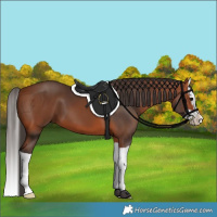 Horse Color:Bay Splash
