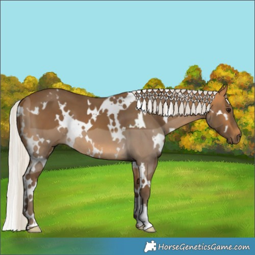 Horse Color:White Spotted Silver Buckskin 