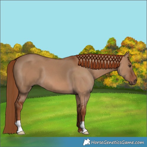 Horse Color:Red Dun 