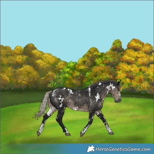 Horse Color:Powder White Gray White Spotted Silver Smoky Black 