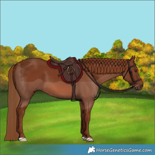 Horse Color:Chestnut 