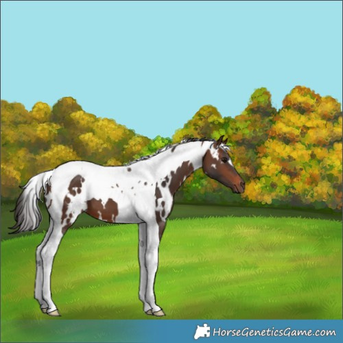 Horse Color:White Spotted Brown Tobiano 