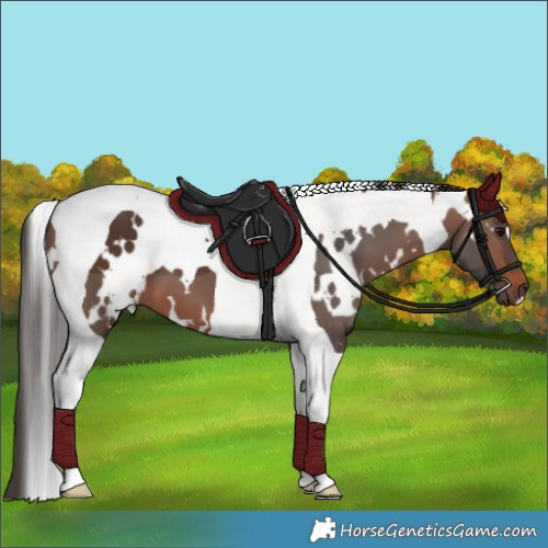 Horse Color:White Spotted Brown Tobiano
