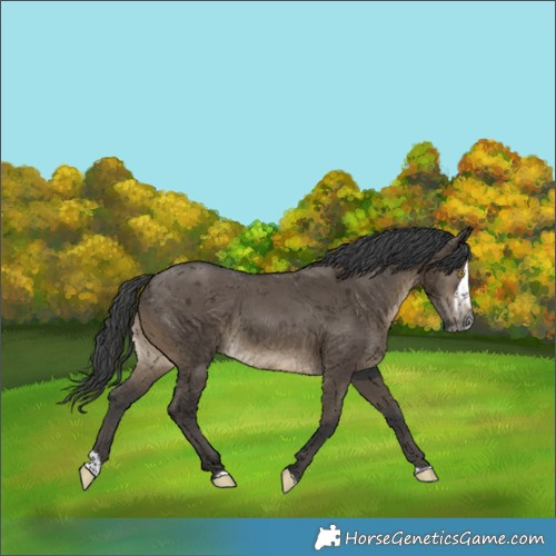 Horse Color:Gray Brown Dun Merle Splash 