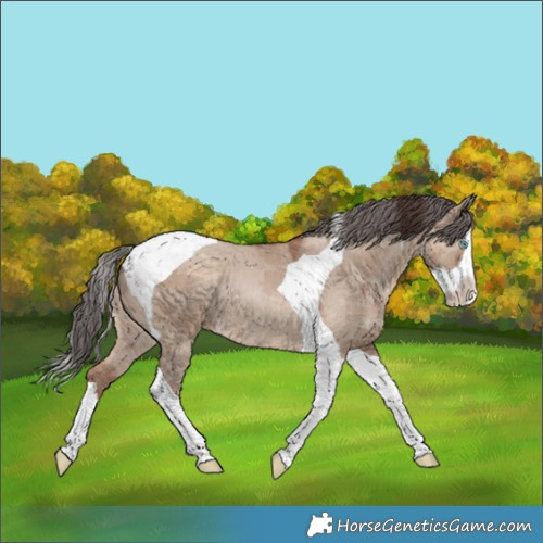 Horse Color:Classic Champagne Dun Merle Splash Tobiano