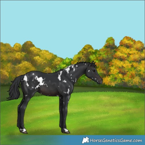 Horse Color:White Spotted Brown 