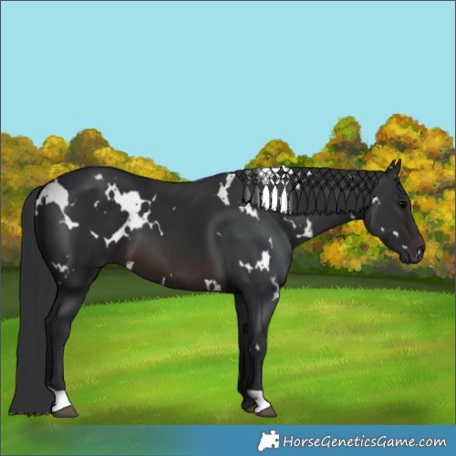 Horse Color:White Spotted Brown