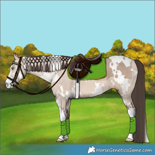 Horse Color:White Spotted Sable Champagne Dun Sabino 