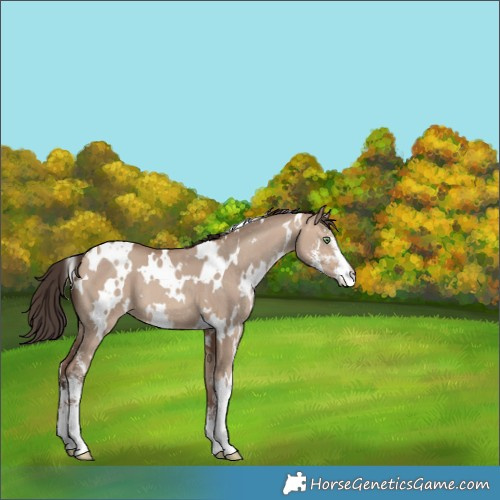 Horse Color:White Spotted Sable Champagne Dun Sabino 