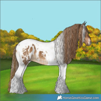 Horse Color:Gray Silver Grullo Onyx Tobiano Blanket and Gray Liver Red Dun Tobiano Blanket