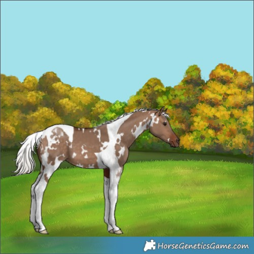 Horse Color:White Spotted Silver Bay Dun Tobiano