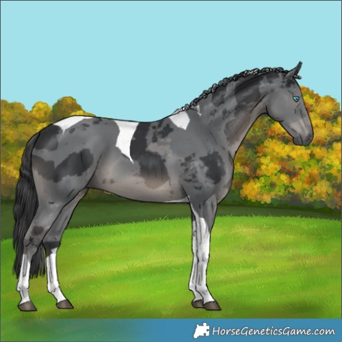 Horse Color:Black Merle Tobiano
