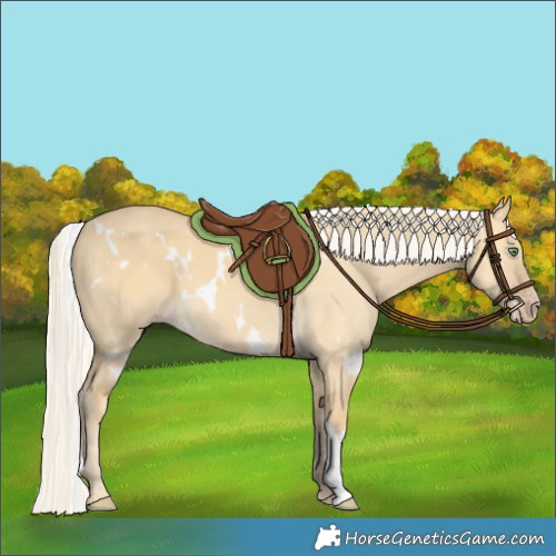 Horse Color:White Spotted Silver Amber Cream Champagne Dun 