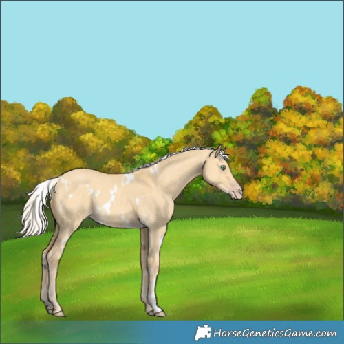 Horse Color:White Spotted Silver Amber Cream Champagne Dun 