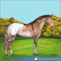 Horse Color:Gray Chocolate Palomino Dun Splash Tobiano Snowcap Brindle