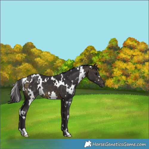 Horse Color:White Spotted Buckskin 